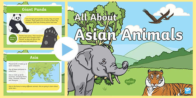 Asian Animals PowerPoint KS1 (teacher made) - Twinkl