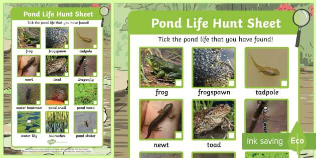 Pond Life Hunt Sheet for Outdoor Activities (teacher made)