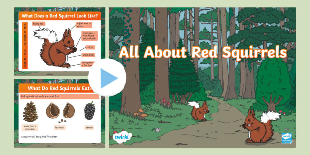 Red Squirrels PowerPoint (teacher made)