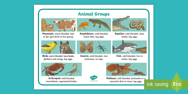 Animal Groups Prompt Mat Teacher Made