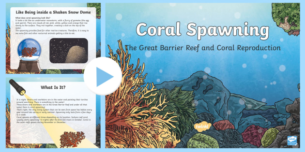 Great Barrier Reef Coral Spawning Powerpoint Teacher Made