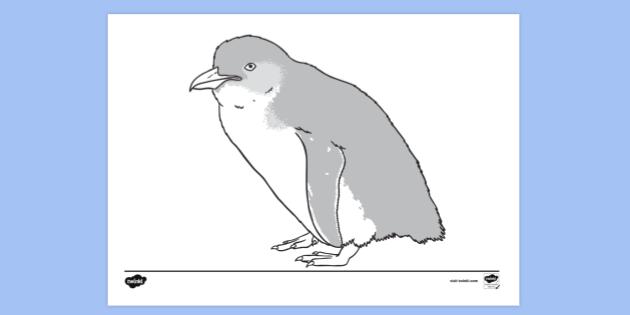 FREE! - Little Blue Penguin Colouring | Colouring Sheet
