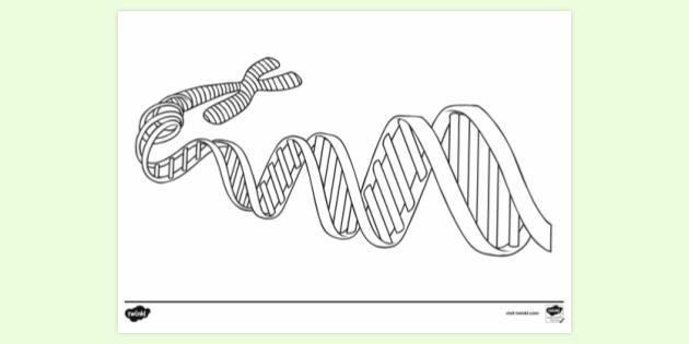 Dna Coloring Pages