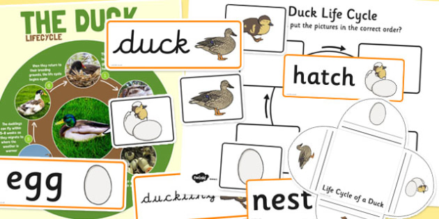 Duck Life Cycle Resource Pack