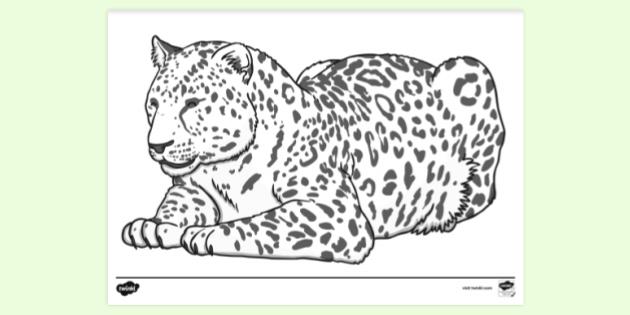 printable coloring pages of big cats