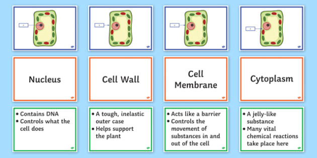 Plant Cell Structure + Function Activity | KS3 Science ...