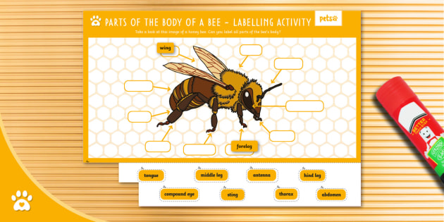 Parts of the Body of a Bee - Labelling Activity - Bees