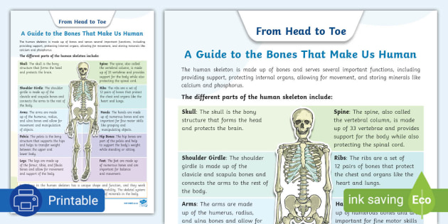 Scapula Bone (Lesson) – Human Bio Media