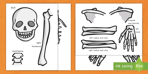 LifeSize Skeleton CutOut Human Skeleton Labeled