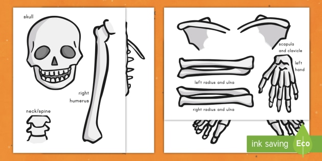 large printable skeleton parts