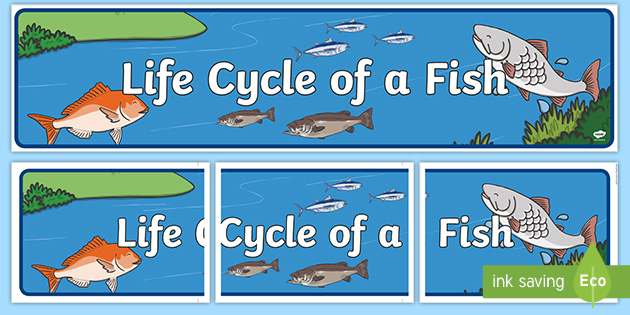 Life Cycle Of A Fish Display Banner Teacher Made