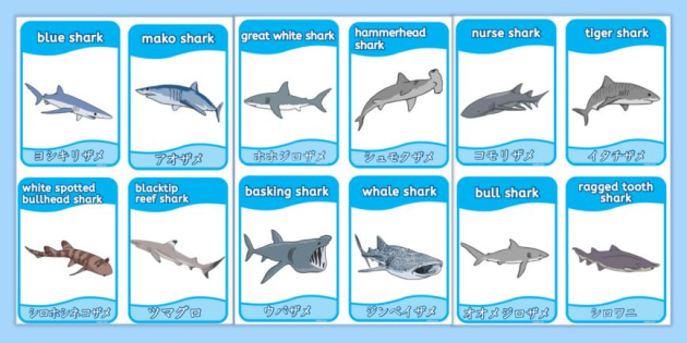 サメの名前 英語と日本語カード｜サメ図鑑カード