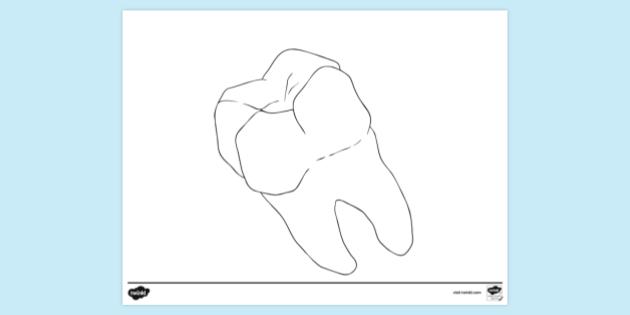 FREE! - Tooth Printable Colouring Page | Colouring Sheets