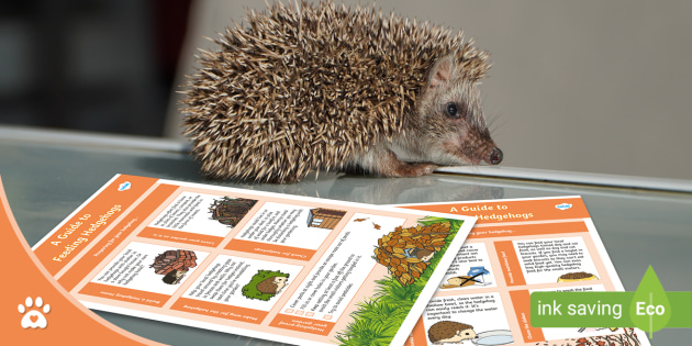 A Guide to Feeding Hedgehogs - Infographic - Twinkl Pets