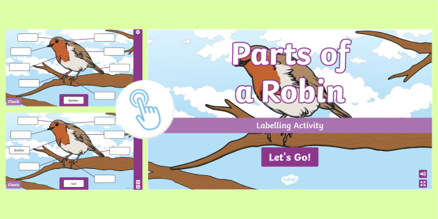 Parts Of A Robin Labelling Activity Parts Of A Robin Labelling Activity
