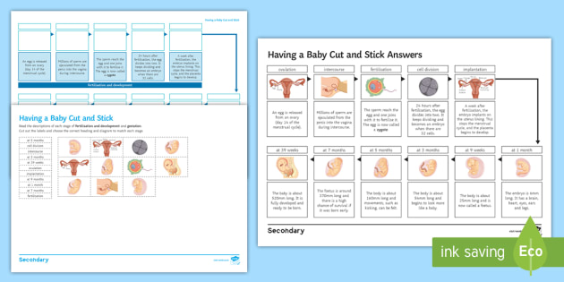 having-a-baby-cut-and-stick-worksheet-worksheet