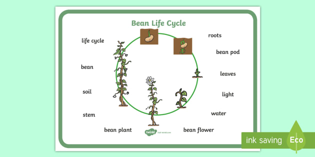 free-bean-growth-word-mat-teacher-made