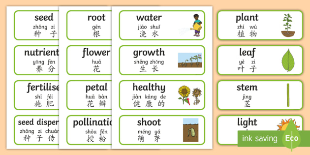 Plants Vocabulary Cards English Mandarin Chinese Pinyin Plant Vocabulary