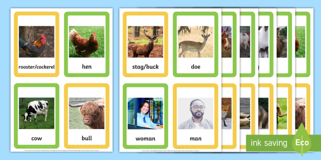 Male and Female Animal Names Matching Cards (teacher made)