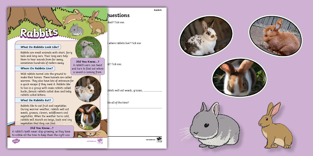 KS1 Rabbits Non-fiction Reading Comprehension Activity