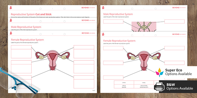 Science Worksheet Label Parts Of The Female Reproductive