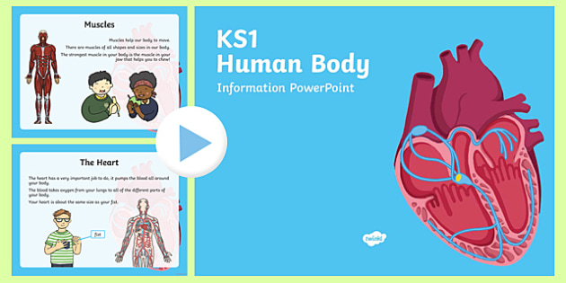 Body Parts KS1 | Human Body Information PowerPoint - Twinkl