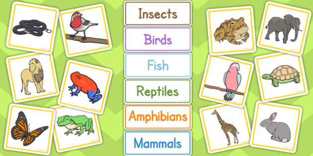 Animal Groups Sorting Cards - ESL Animals Resources - Twinkl
