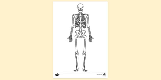 Overview of Skeleton  Learn Skeleton Anatomy