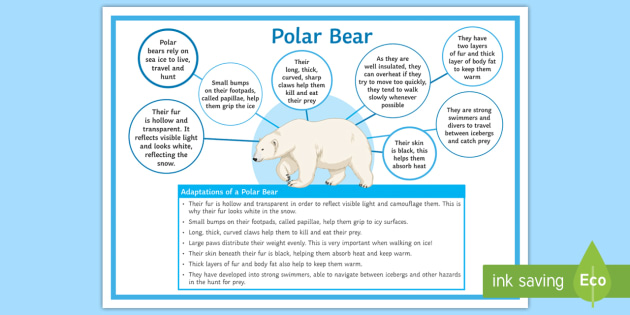 Adaptations of a Polar Bear Display Poster (teacher made)