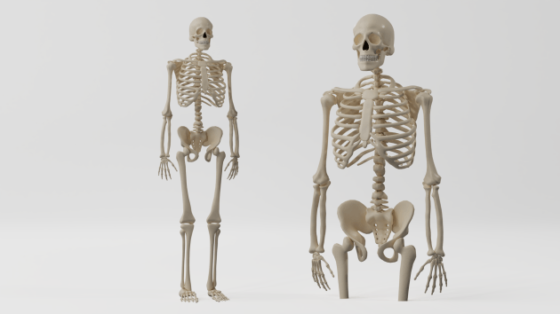 human skeleton model 3d