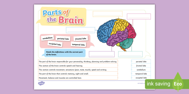 Parts of the Brain Labelling Activity Twinkl KS2