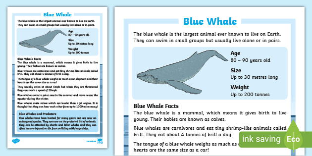 Blue Whale Fact Sheet - Display Poster (teacher made)