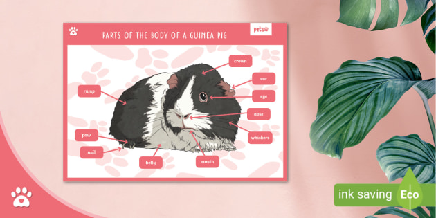 Image showcasing Parts of the Body of a Guinea Pig - Display Poster