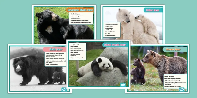 all-about-bears-posters-us-s-