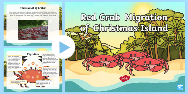 Christmas Island Crab Migration PowerPoint (teacher made)