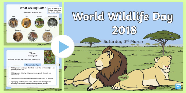 World Wildlife Day Big Cats PowerPoint - environment, animals