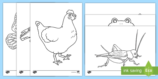 Free African Hen Story Colouring Sheets Teacher Made