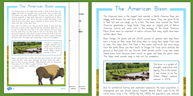 USA American Bison Information Sheets and Comprehension - usa, america