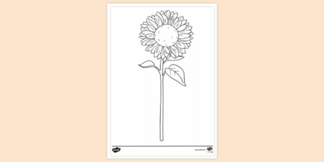 Free Printable Sunflower Colouring Sheets Twinkl