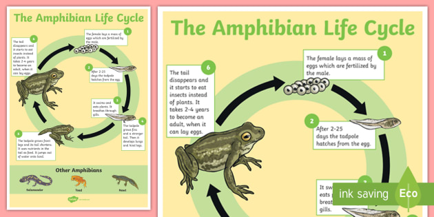 What is an amphibian? Amphibian characteristics and other Interesting facts.