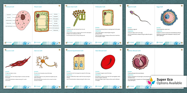 KS3 Biology Specialised Cells Display Posters (teacher made)