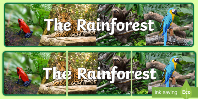 What are Rainforest Animals? | Rainforest Animals for Kids