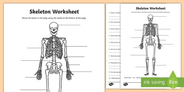 Parts of the Human Skeleton Worksheet - Science Resource - Twinkl