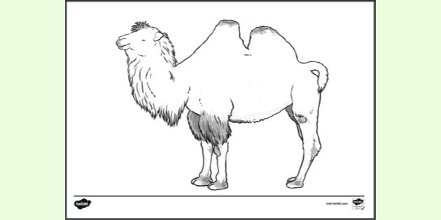 Bactrian Camel Colouring | Colouring Sheets