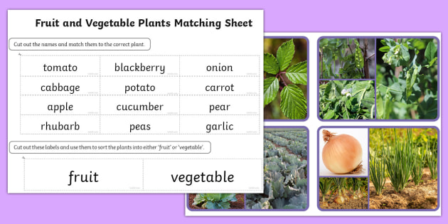 Year 1 Fruit and Vegetable Plants Matching Activity Sheet