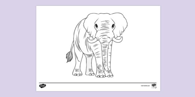 750 Animal Coloring Pages Twinkl  Free