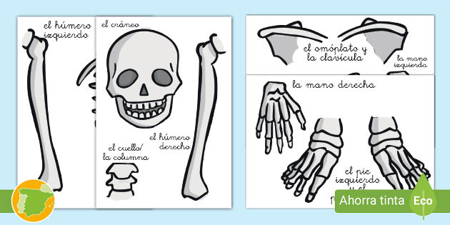 Huesos del cuerpo humano: imágenes para imprimir - Twinkl