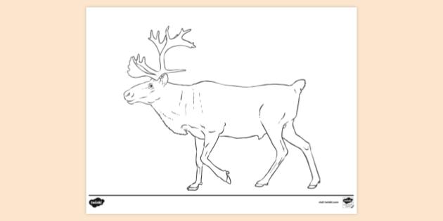 FREE! - Caribou Colouring Page | Colouring Sheets