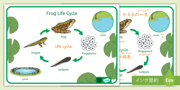 jp-sc-1682169330-frog-life-
