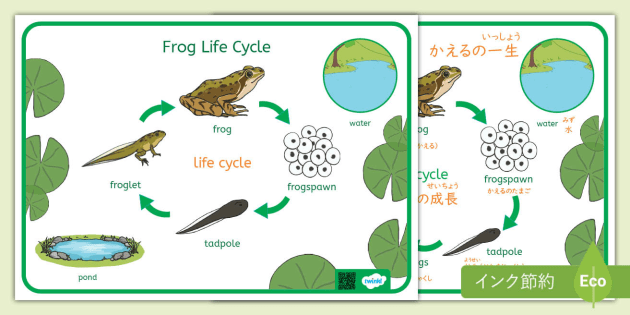 溢れかえる岸辺/カラカス　英語版セット jp-sc-1682169330-frog-life-